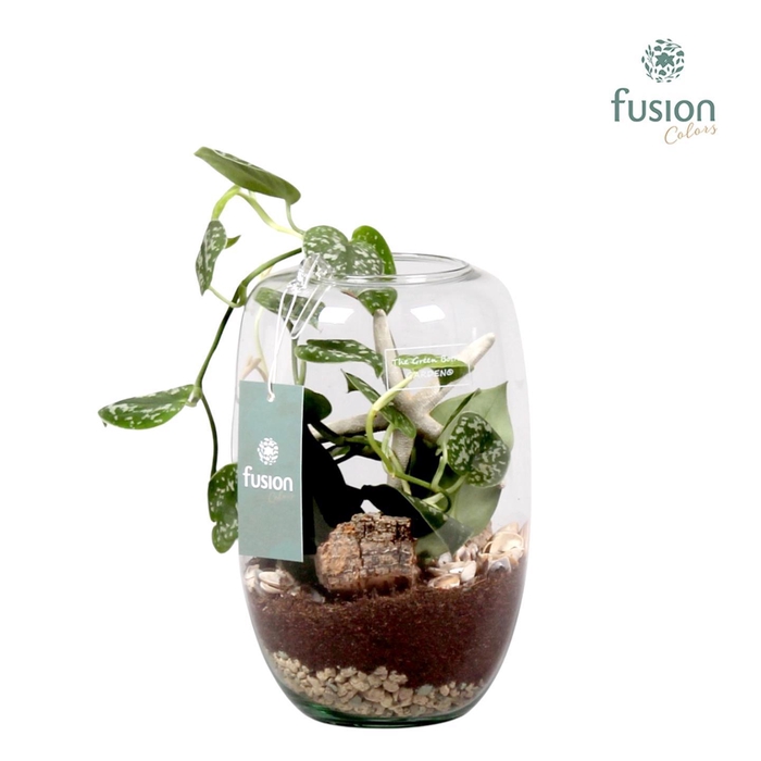 <h4>Green Bottle Isabella Small met Skindapsus</h4>