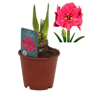 Hippeastrum Bolero exclusief