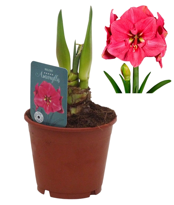 <h4>Hippeastrum Bolero exclusief</h4>