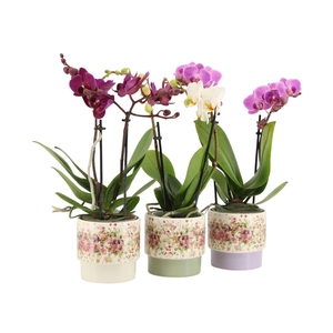 7501378: Solutionss Consideration Phal. Multiflora 2-tak mix