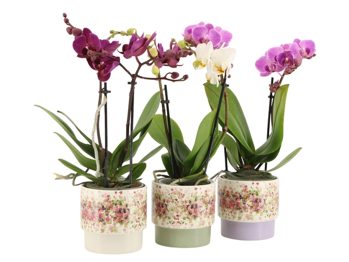 <h4>7501378: Solutionss Consideration Phal. Multiflora 2-tak mix</h4>