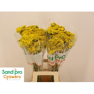 ACHIL F PARK VARIETY