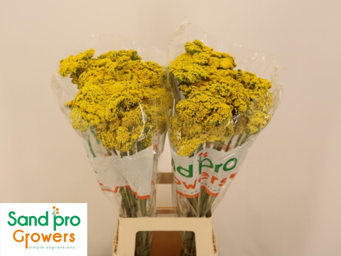 <h4>ACHIL F PARK VARIETY</h4>