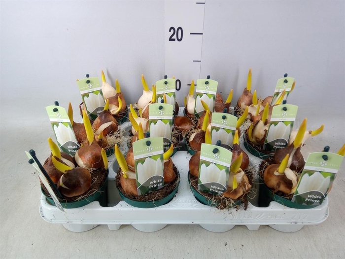 <h4>Tulipa   ...</h4>