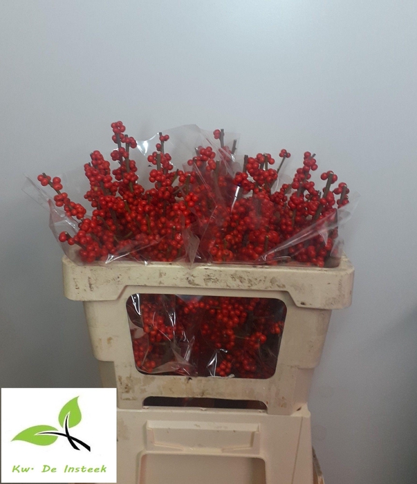 <h4>ILEX VE RODE BES</h4>