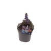 Ajuga reptans Black Scallop