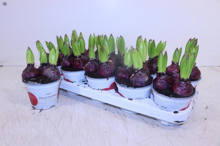 <h4>HYACIN JAN BOS P12</h4>