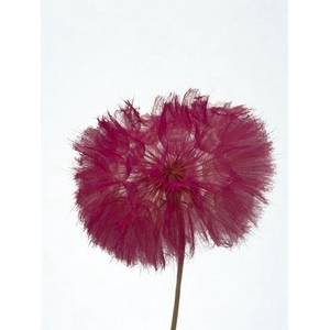 Dandelion Hot pink d12x28h