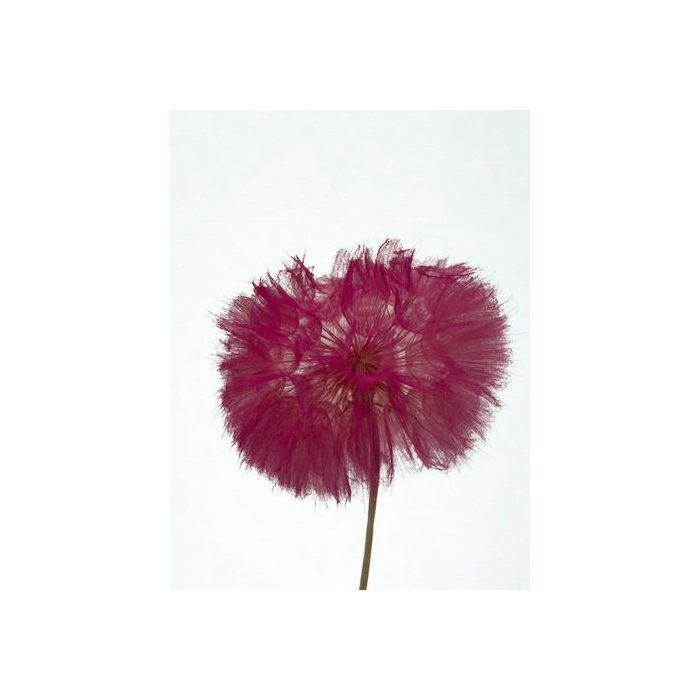 <h4>Dandelion Hot pink d12x28h</h4>