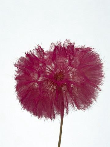 <h4>Dandelion Hot pink d12x28h</h4>