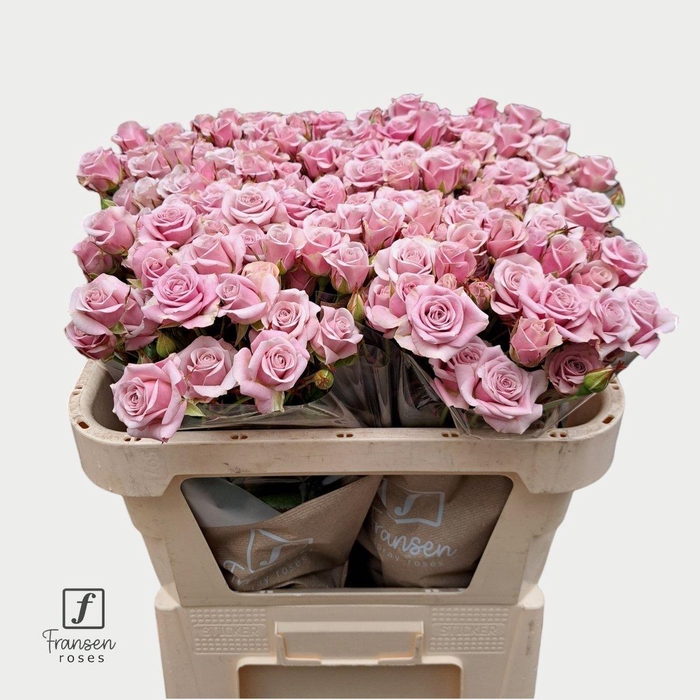 <h4>Rosa spray leila</h4>