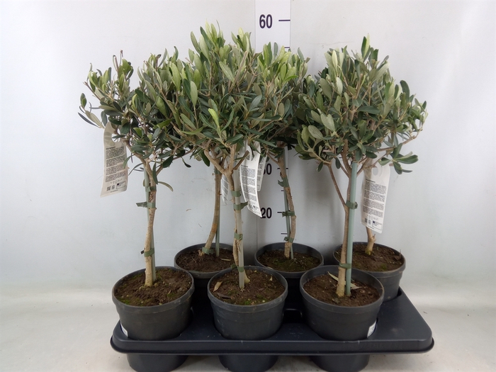 <h4>Olea europaea</h4>