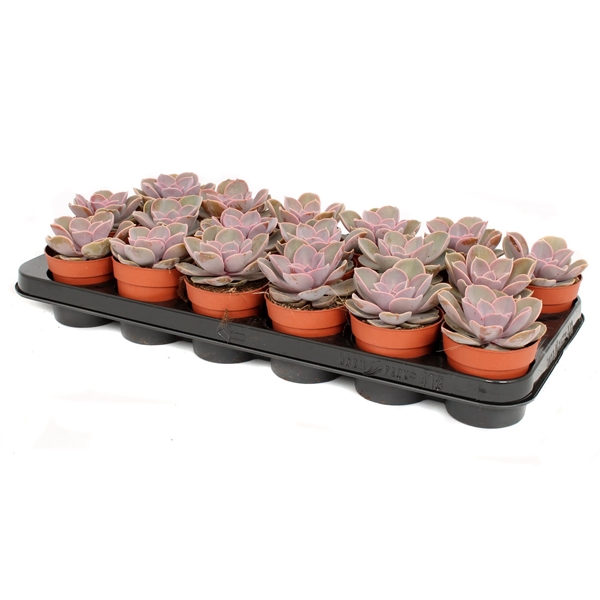 <h4>Echeveria perle von nurnberg 8,5 cm</h4>