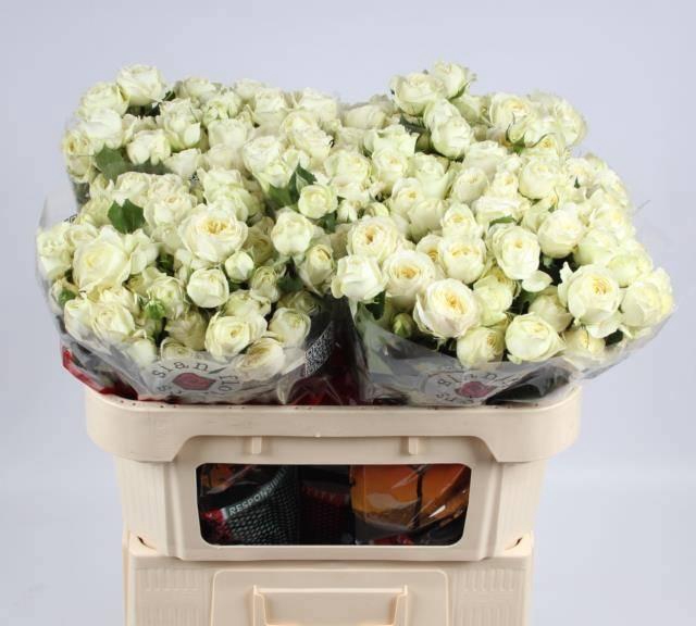 <h4>R TR MUTHONI</h4>