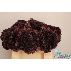 HYDR M MAG D RUBY CL