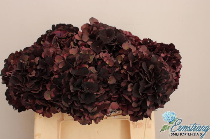 <h4>HYDR M MAG D RUBY CL</h4>