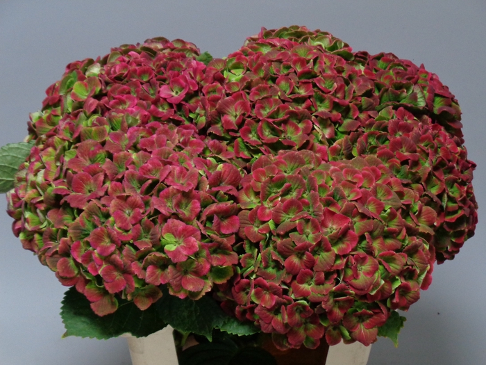 <h4>HYDR M MAG AMETHY CL</h4>