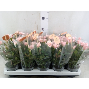 Rosa  'Rosaroma Pink'