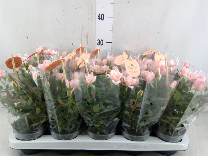 <h4>Rosa  'Rosaroma Pink'</h4>
