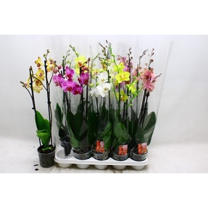 PHAL GEM 7 KL