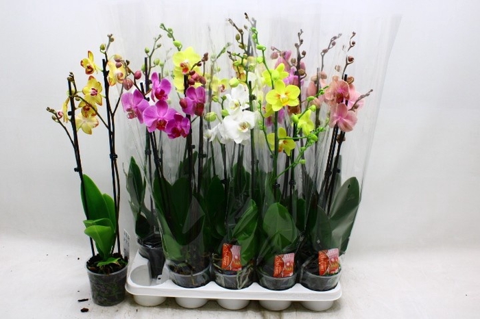 <h4>PHAL GEM 7 KL</h4>
