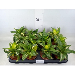 Sansevieria trifa. 'Hahnii'