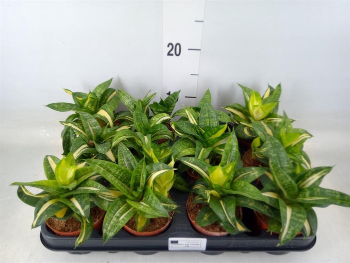 <h4>Sansevieria trifa. 'Hahnii'</h4>