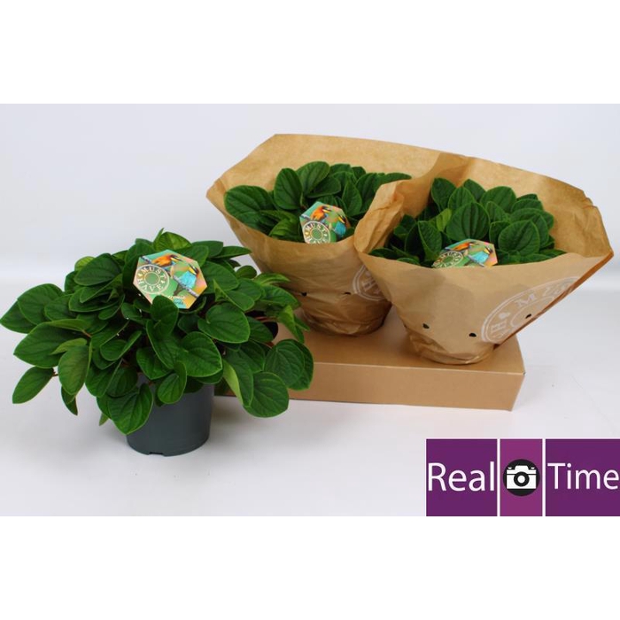 <h4>PEP AL RANA VERDE</h4>