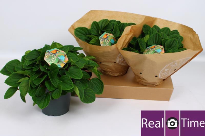 <h4>PEP AL RANA VERDE</h4>