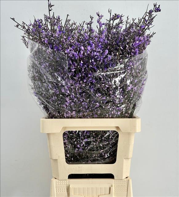 <h4>Genista Heidebrem Painted Milka</h4>