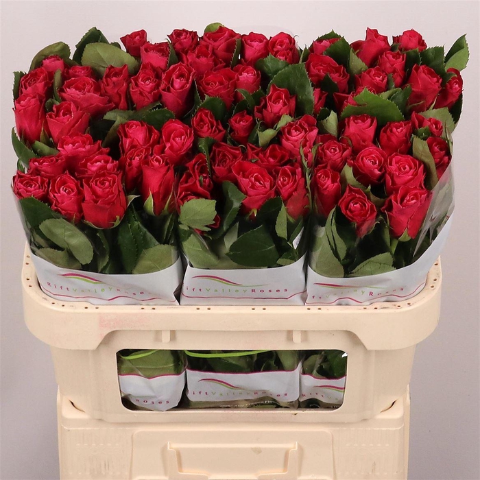 <h4>R Gr Movie Star</h4>