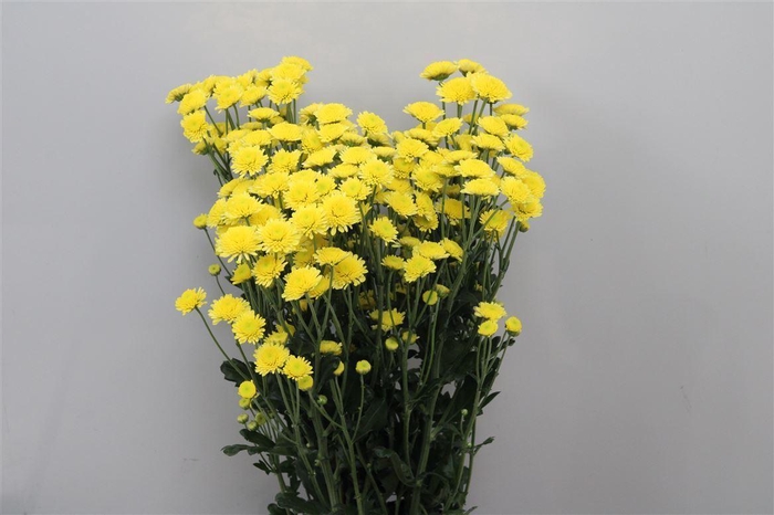 <h4>Chr T Stallion Yello</h4>