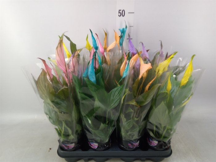 <h4>Spathiphyllum  'Chopin'</h4>