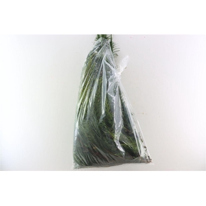 Chamaecyparis Mix Zak 5 Kg Bio