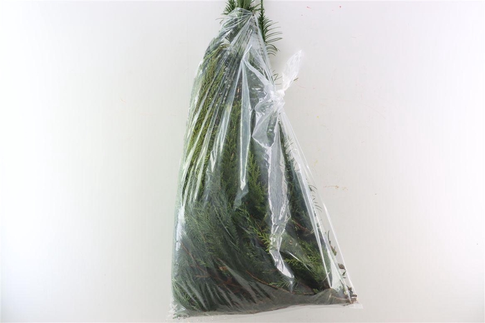 <h4>Chamaecyparis Mix Zak 5 Kg Bio</h4>