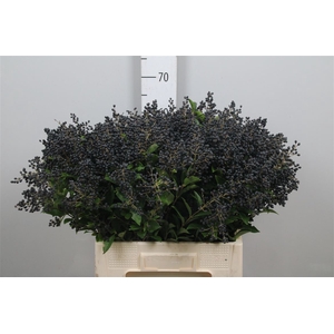 Ligustrum Ov Libelle Black