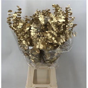 Euca Col Cinerea Gold