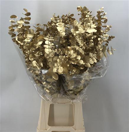 <h4>Col Cinerea Gold Metal</h4>