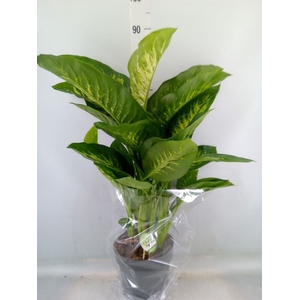 Dieffenbachia seg. 'Reeva'