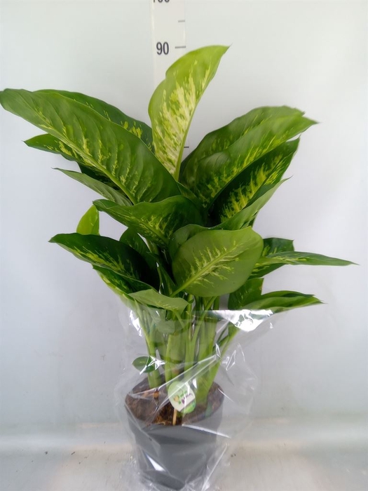 <h4>Dieffenbachia seg. 'Reeva'</h4>