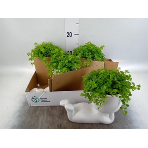 Arr.   Kamerplant Groen L%
