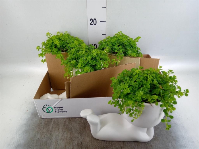 <h4>Arr.   Kamerplant Groen L%</h4>