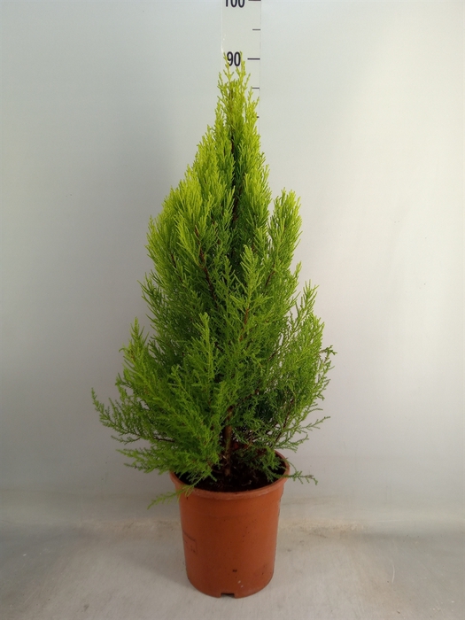 <h4>Cupressus macro. 'Goldcrest Wilma'</h4>