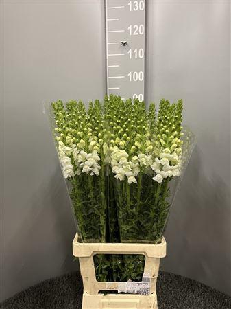 <h4>Antir Poto White</h4>