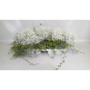 Leucophyta brownii