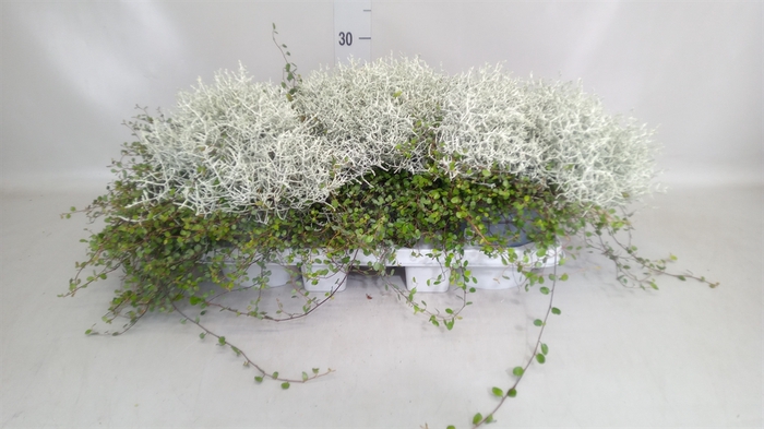 <h4>Leucophyta brownii</h4>