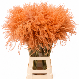 Dried Stipa Feather Salmon