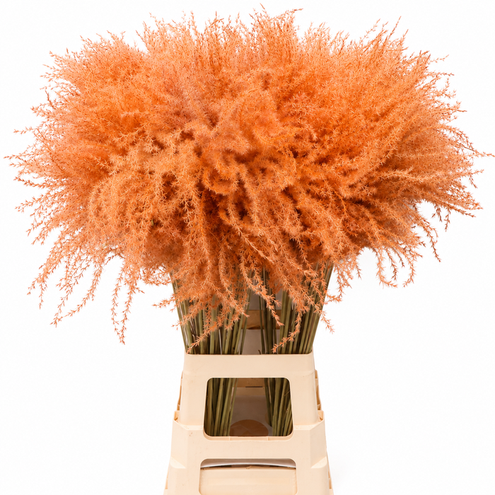 <h4>Dried Stipa Feather Salmon</h4>