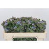 Oxypetalum Tweedia Blue