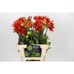 Dahlia Vulcan